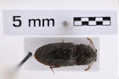 Foto (Dorsalansicht) von Adelocera foveatus (NHMW-ZOO-COL-0008001)